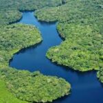 The Ecological Diversity of the Amazon Rainforest